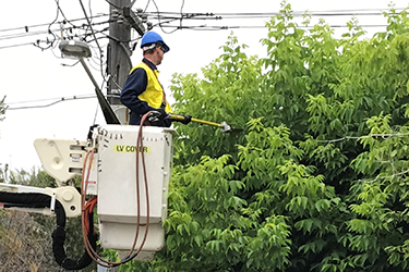 Ausgrid Tree Trimming Contractors cutting back trees near powerlines