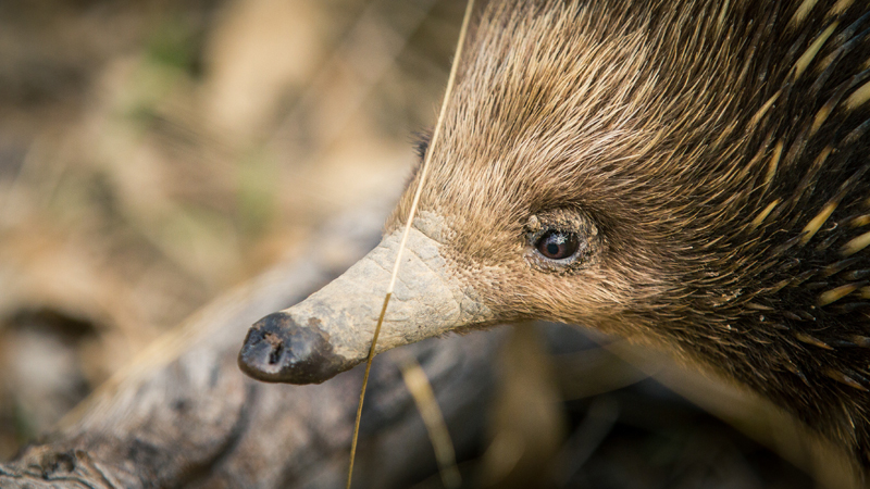 Ausgrid environment, echidna