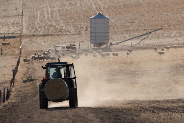 Farm land with animals & vehicle