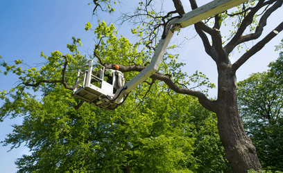 Tree trimming in crane